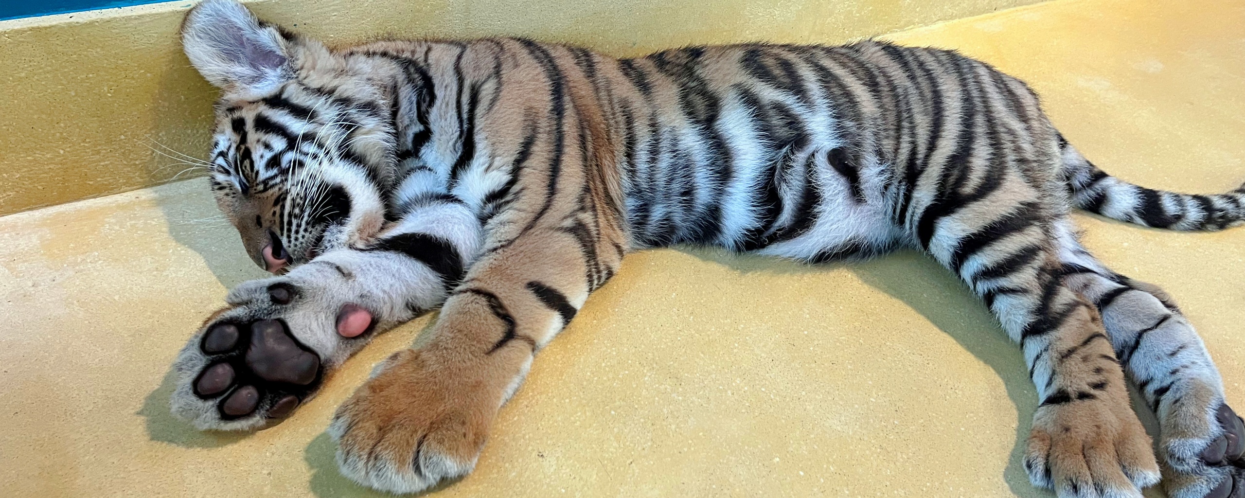 タイガーパーク　トラと写真