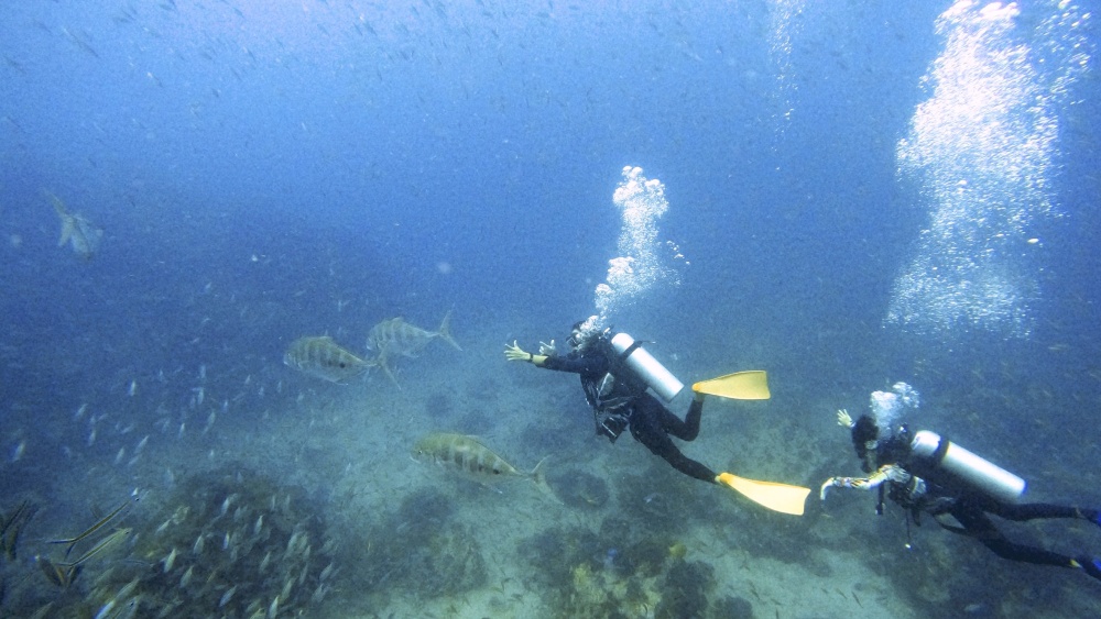 プーケットからカーフェリーでサムイ島・タオ島へ
